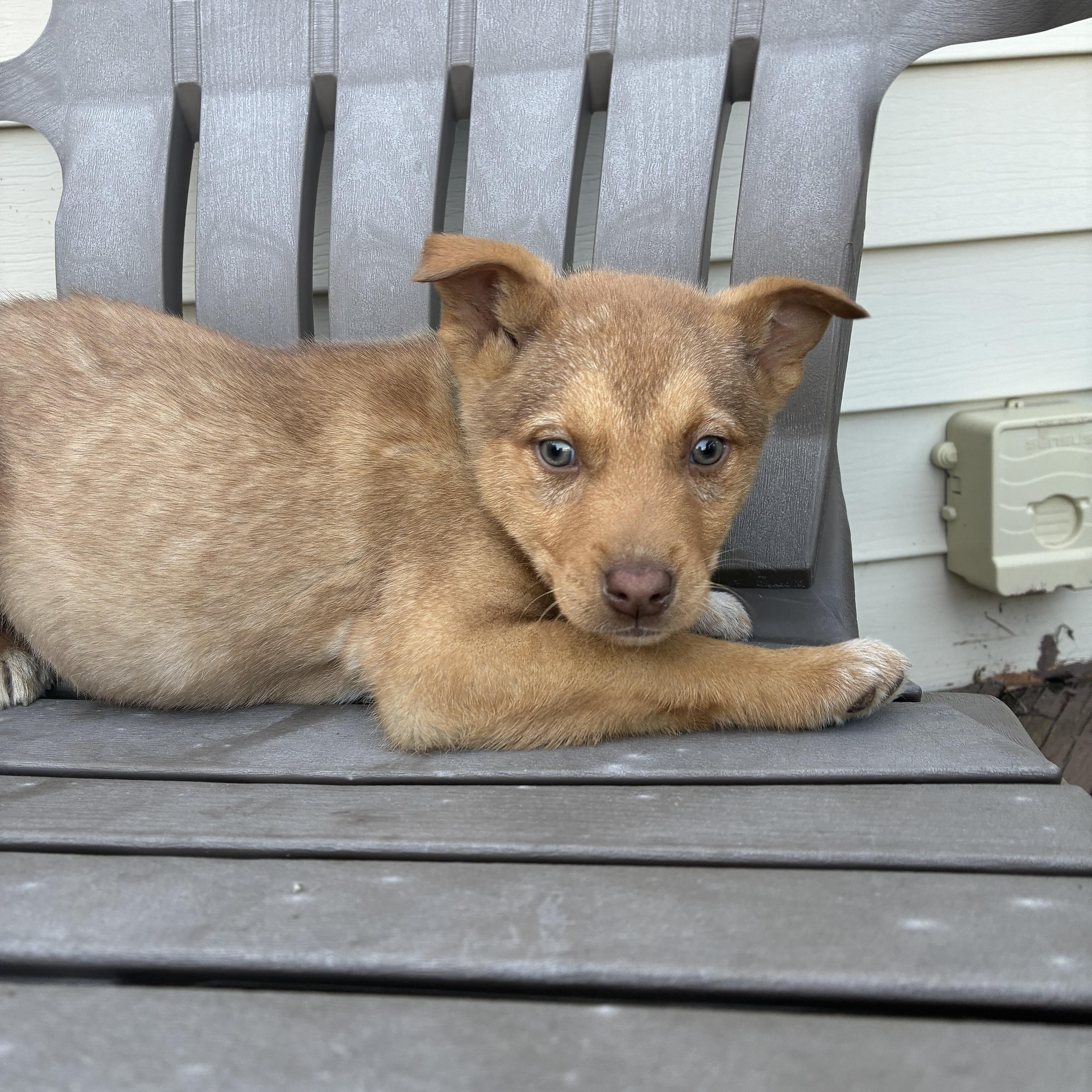 Enlarge Astro, a Adoptable mixed breed in Columbia, MD image 5/5