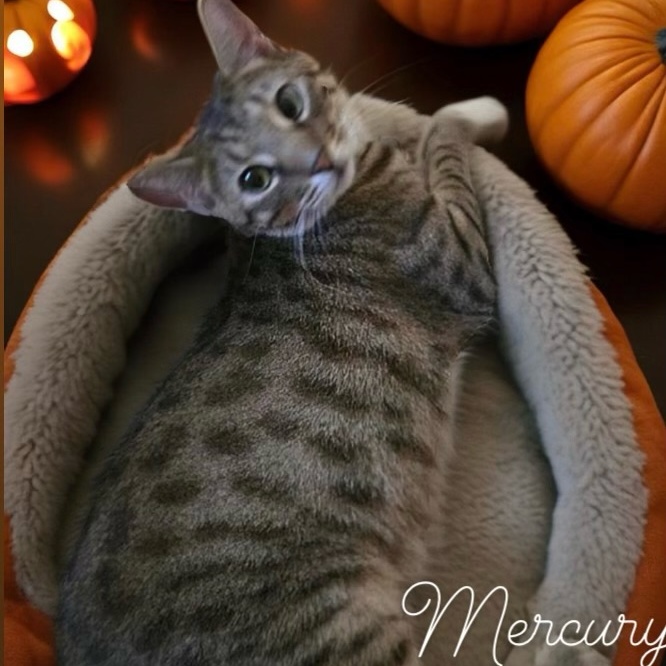 Mercury - bonded with Freddy, sponsored adoption fee photo 2