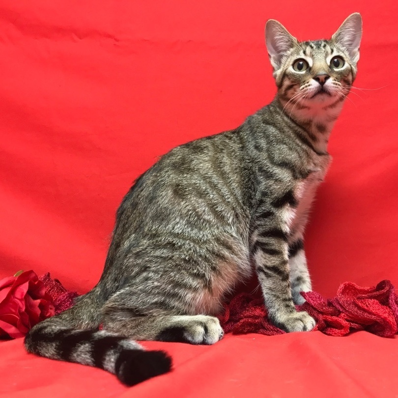 Mercury - bonded with Freddy, sponsored adoption fee photo 4