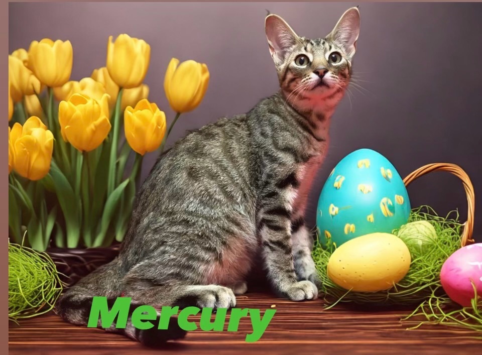Mercury - bonded with Freddy, sponsored adoption fee