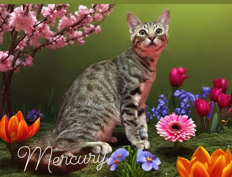 Mercury - bonded with Freddy, sponsored adoption fee photo 5