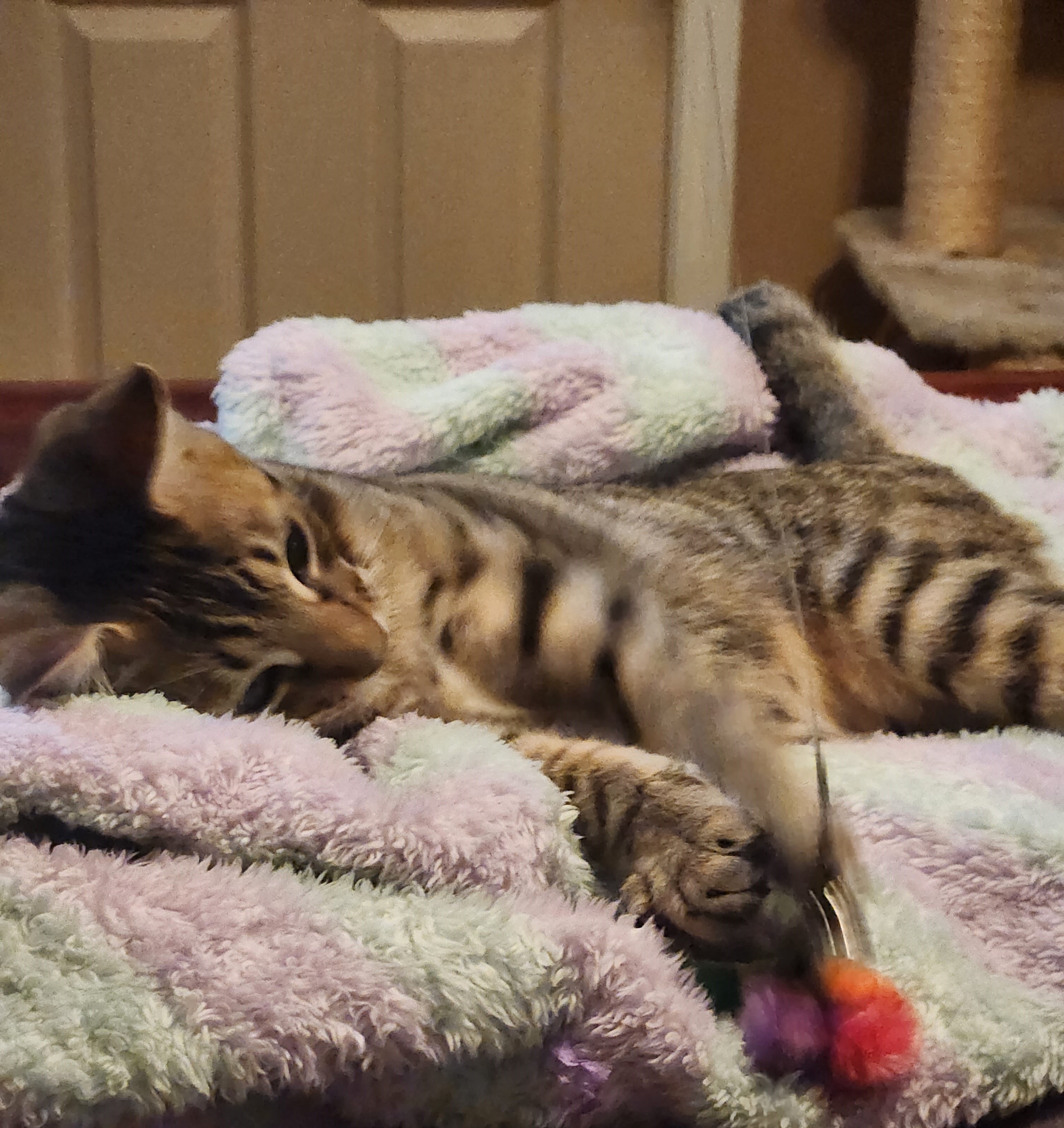 Mercury - bonded with Freddy, sponsored adoption fee photo 3