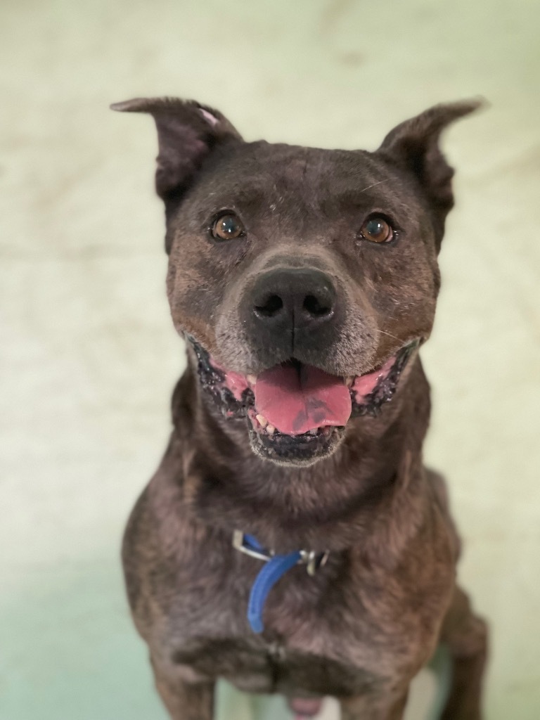 Enlarge Tankasaurus, a Adoptable mixed breed in Grove, OK image 1/3