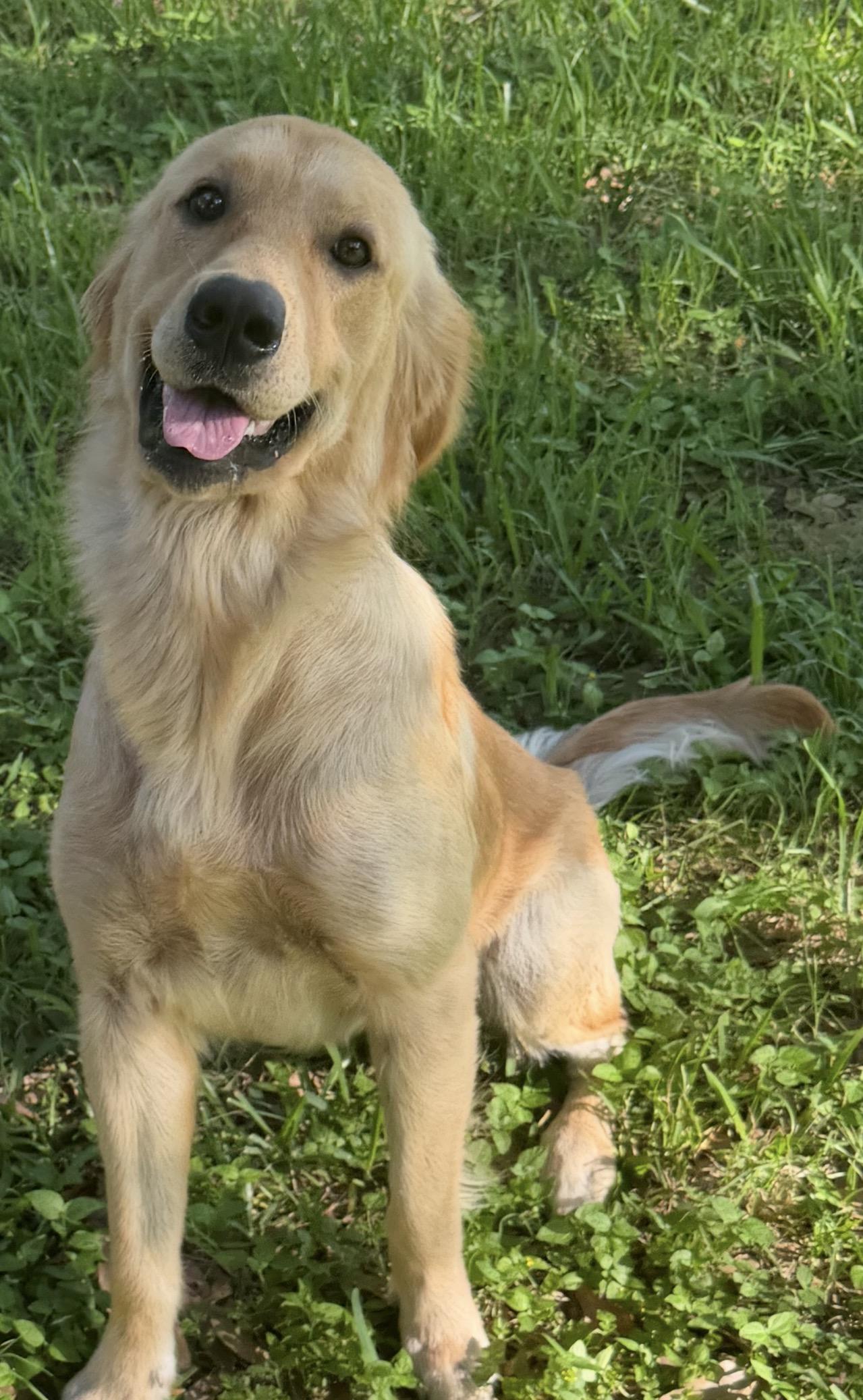 Remi, an adopted Golden Retriever in Westerly, RI image 3/5