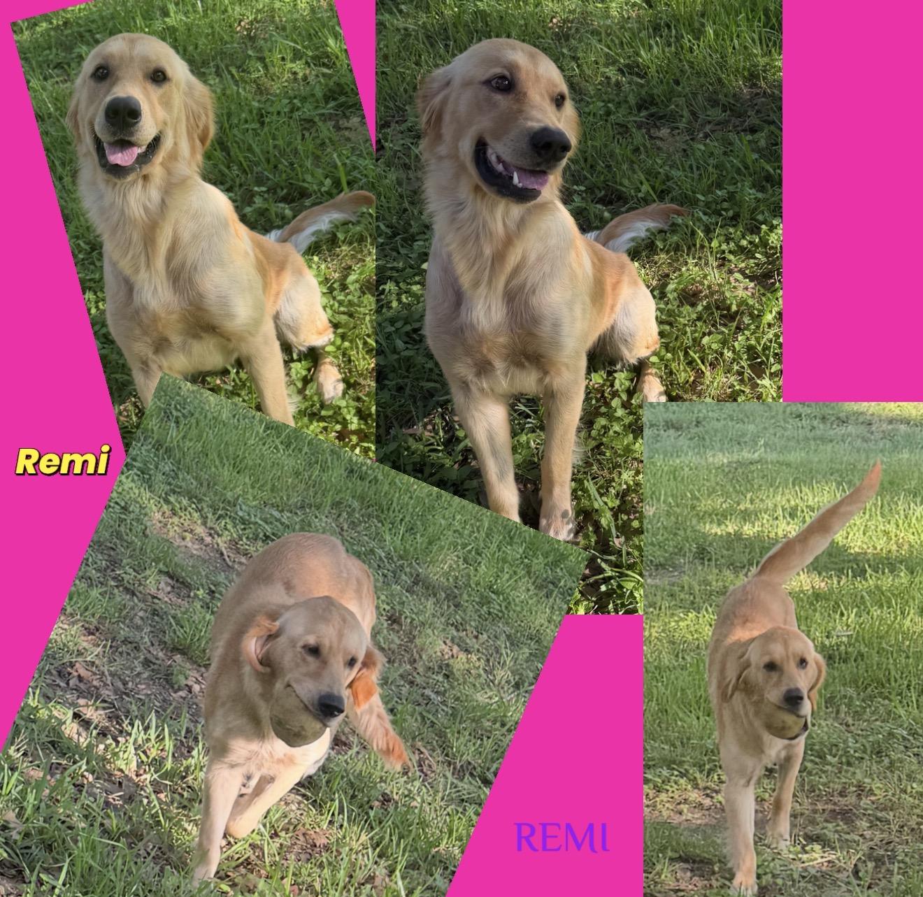 Remi, an adopted Golden Retriever in Westerly, RI image 4/5