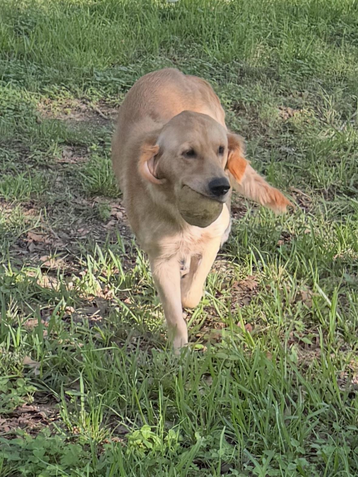 Remi, an adopted Golden Retriever in Westerly, RI image 2/5