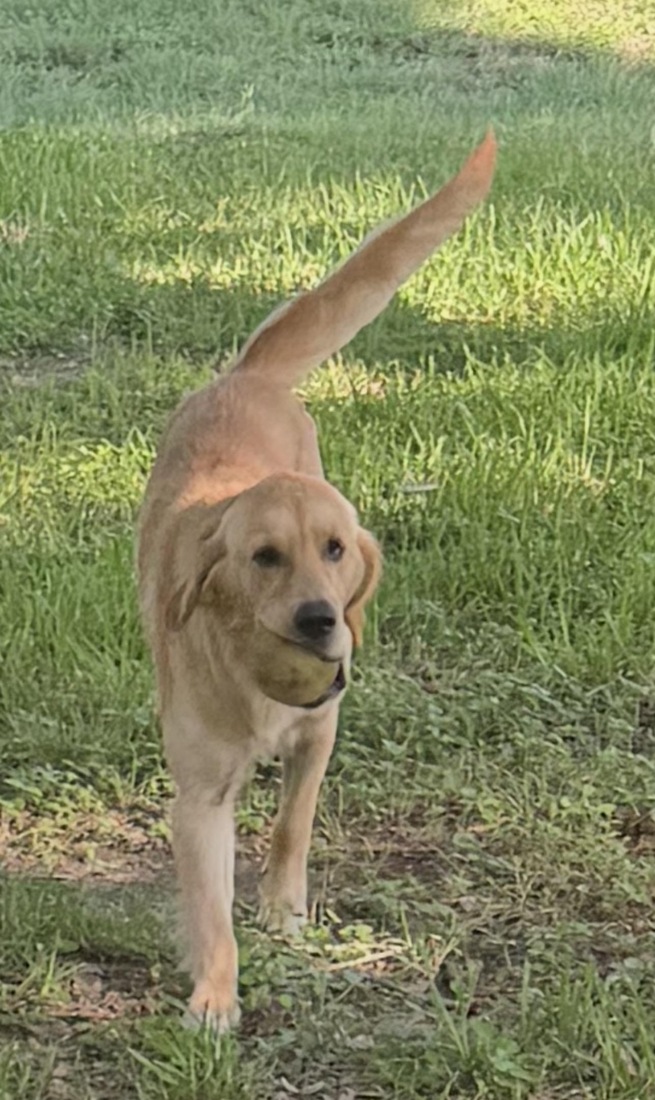 Remi, an adopted Golden Retriever in Westerly, RI image 5/5