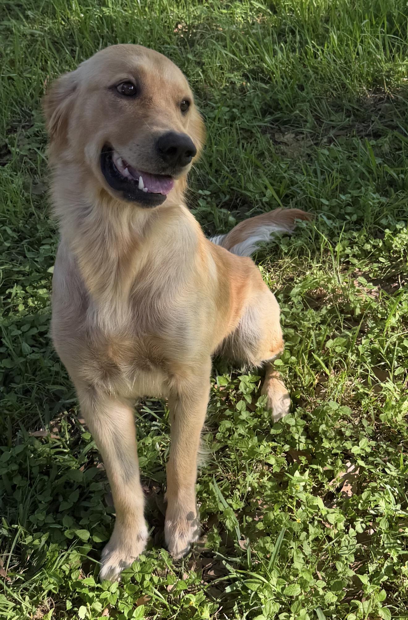 Remi, adopted, Adult Female Golden Retriever.