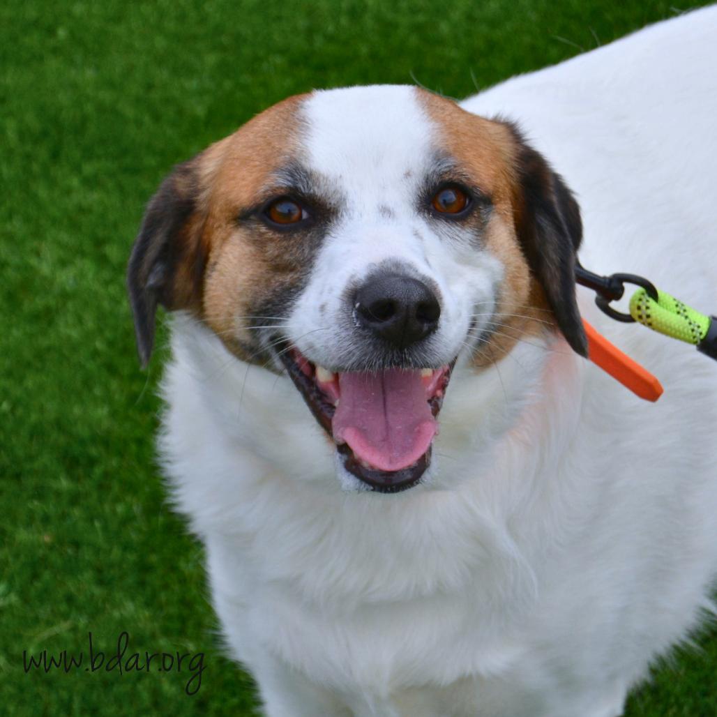 Maple, Adoptable, Adult Female Border Collie & Golden Retriever.