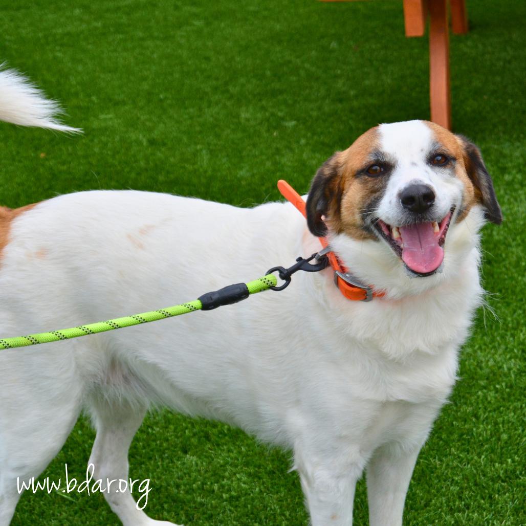 Enlarge Maple, a Adoptable mixed breed in Cheyenne, WY image 2/3