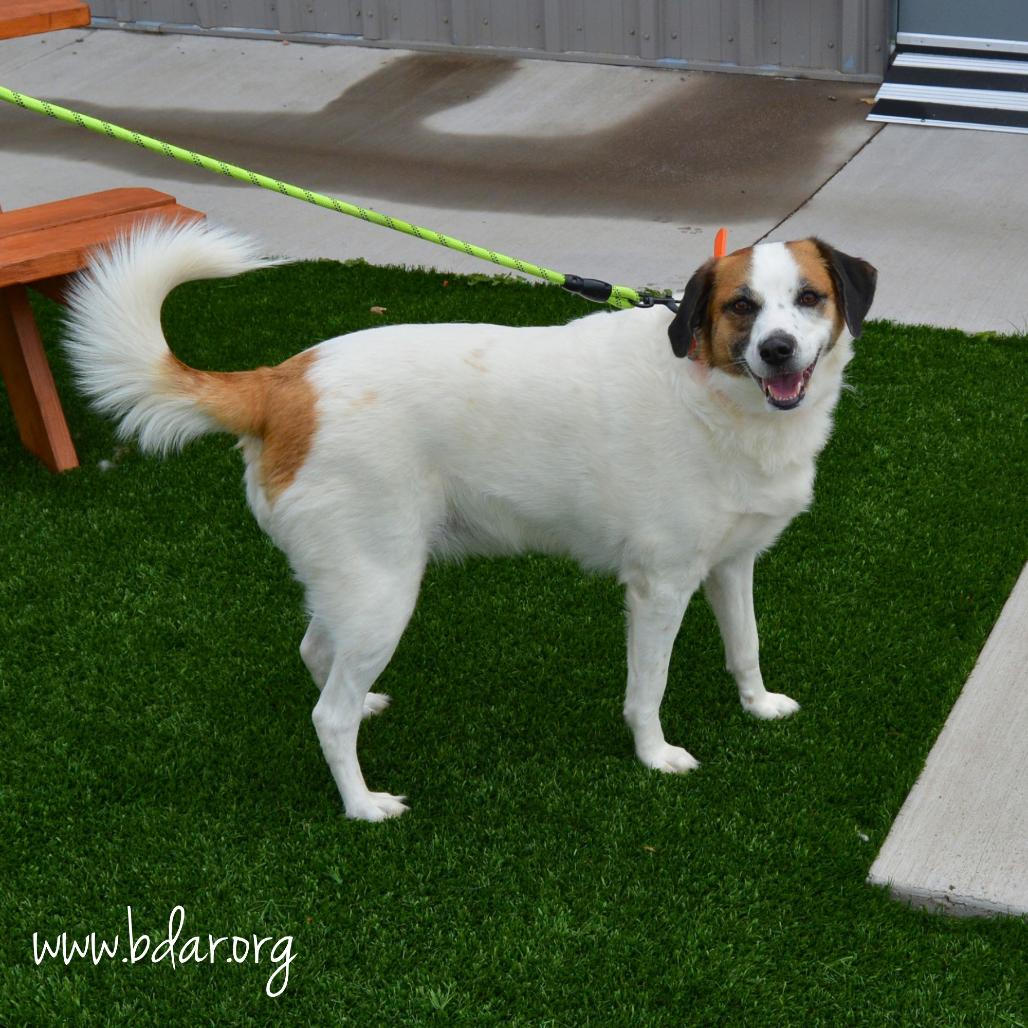 Enlarge Maple, a Adoptable mixed breed in Cheyenne, WY image 3/3