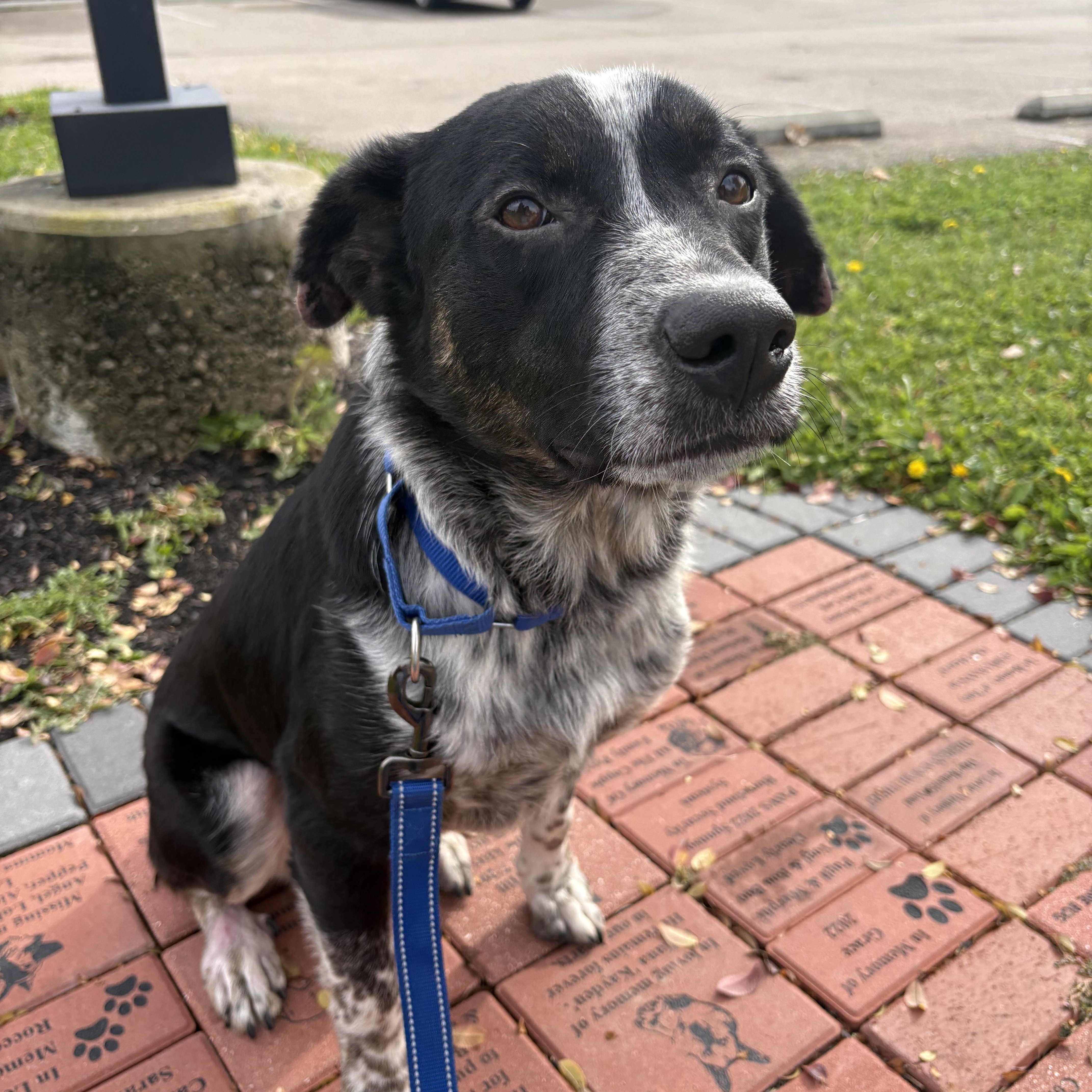 Elias, a Adoptable mixed breed in Monroe, OH image 3/4