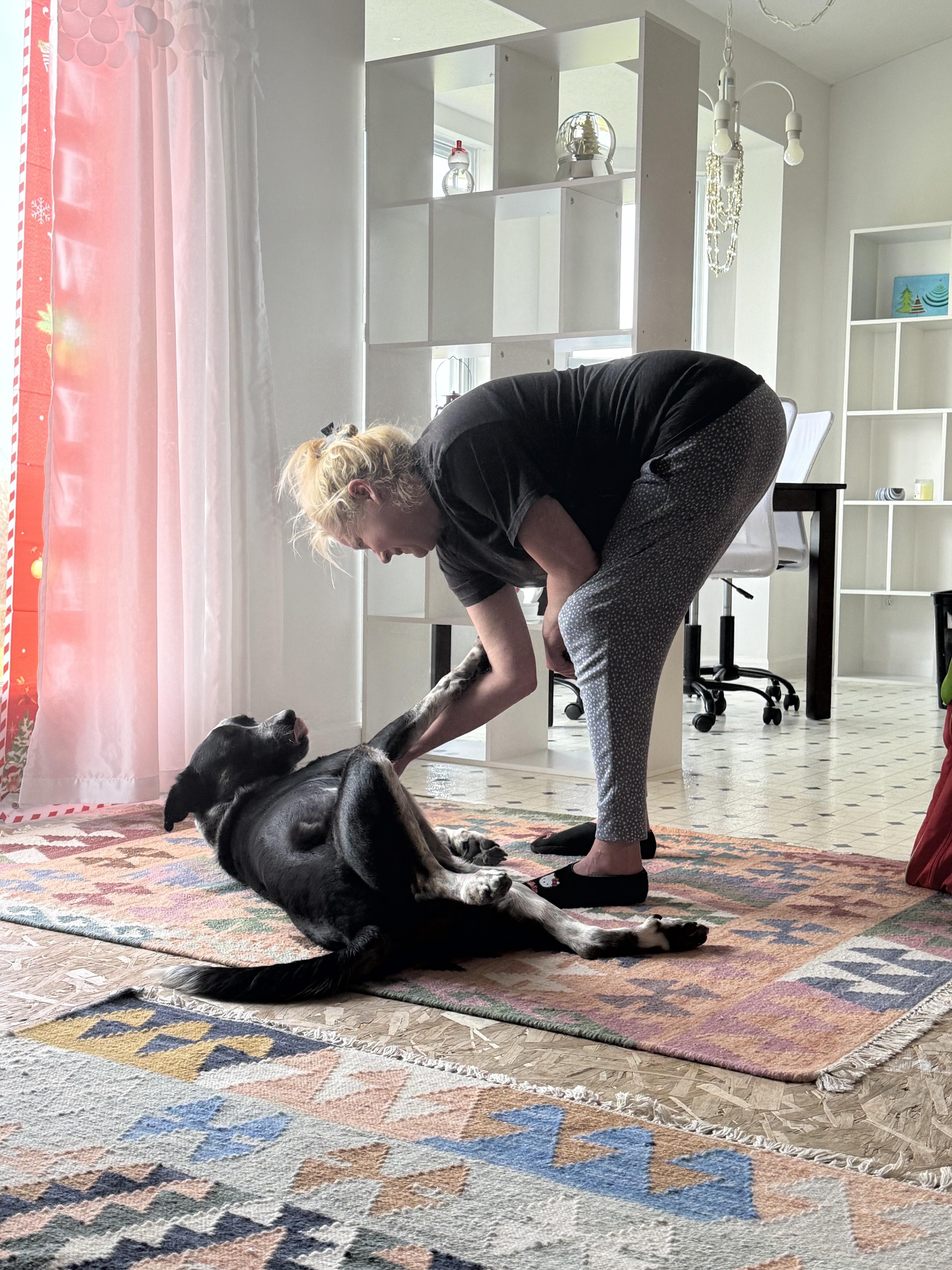 Elias, a Adoptable mixed breed in Monroe, OH image 4/4