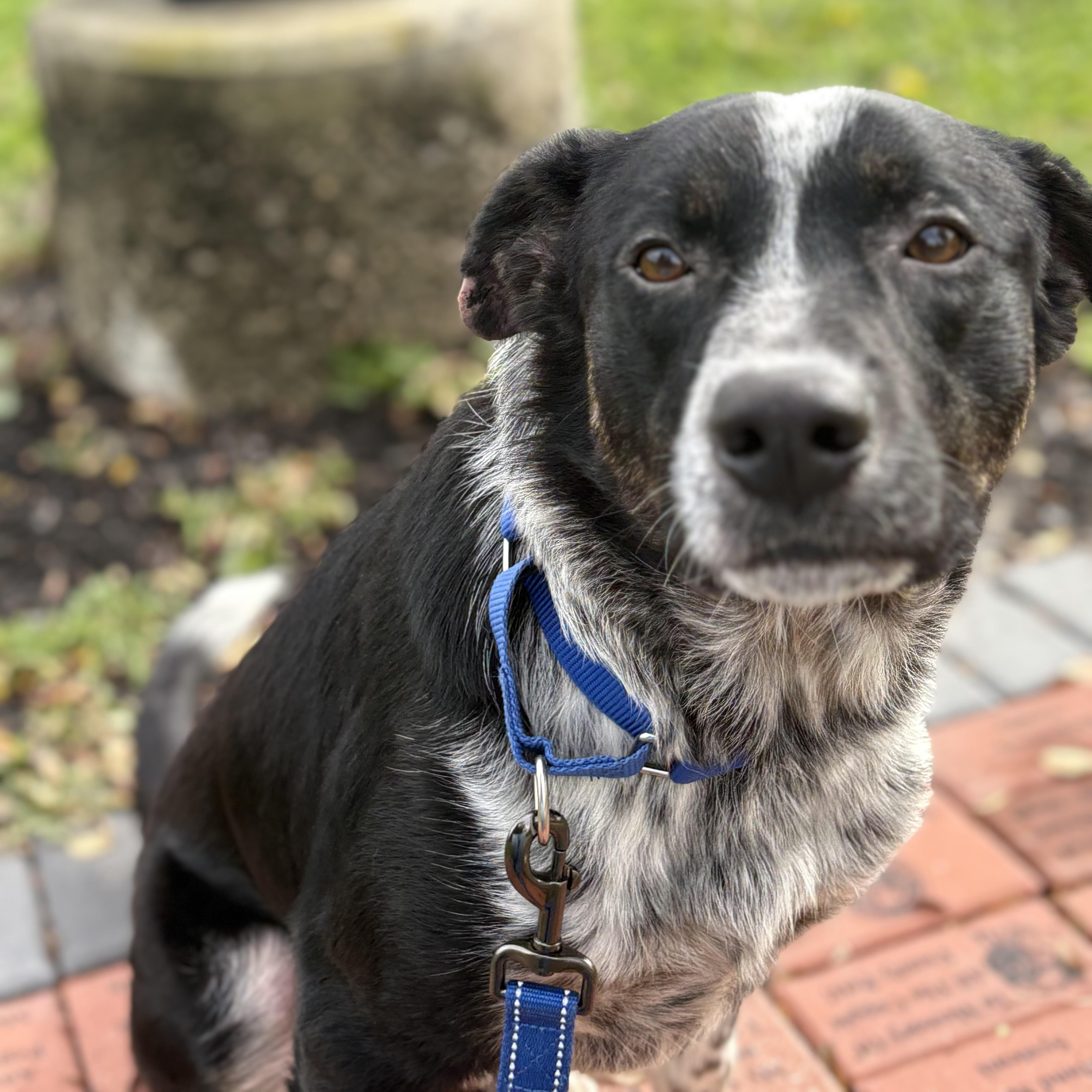Elias, a Adoptable mixed breed in Monroe, OH image 4/4