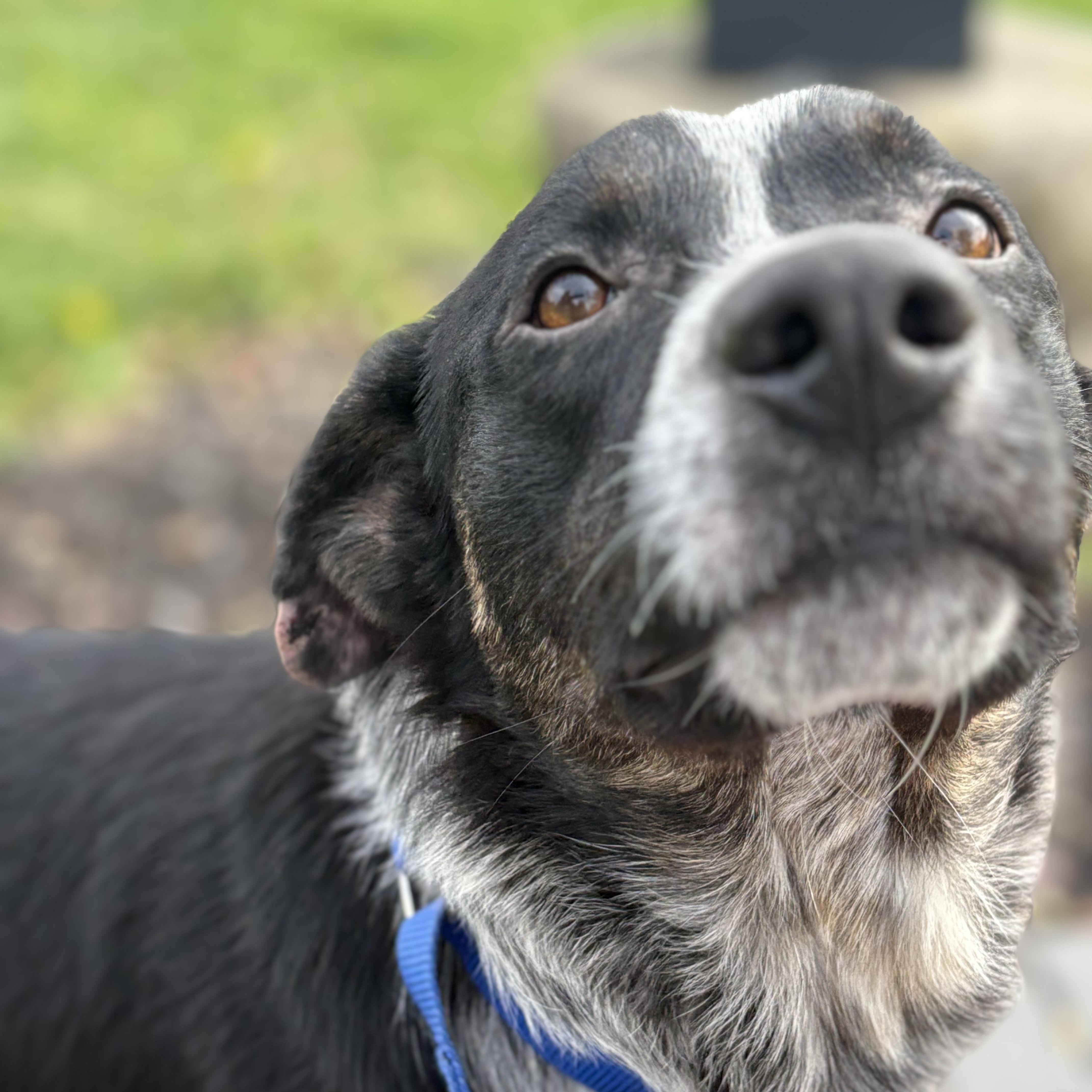 Elias, a Adoptable mixed breed in Monroe, OH image 2/4