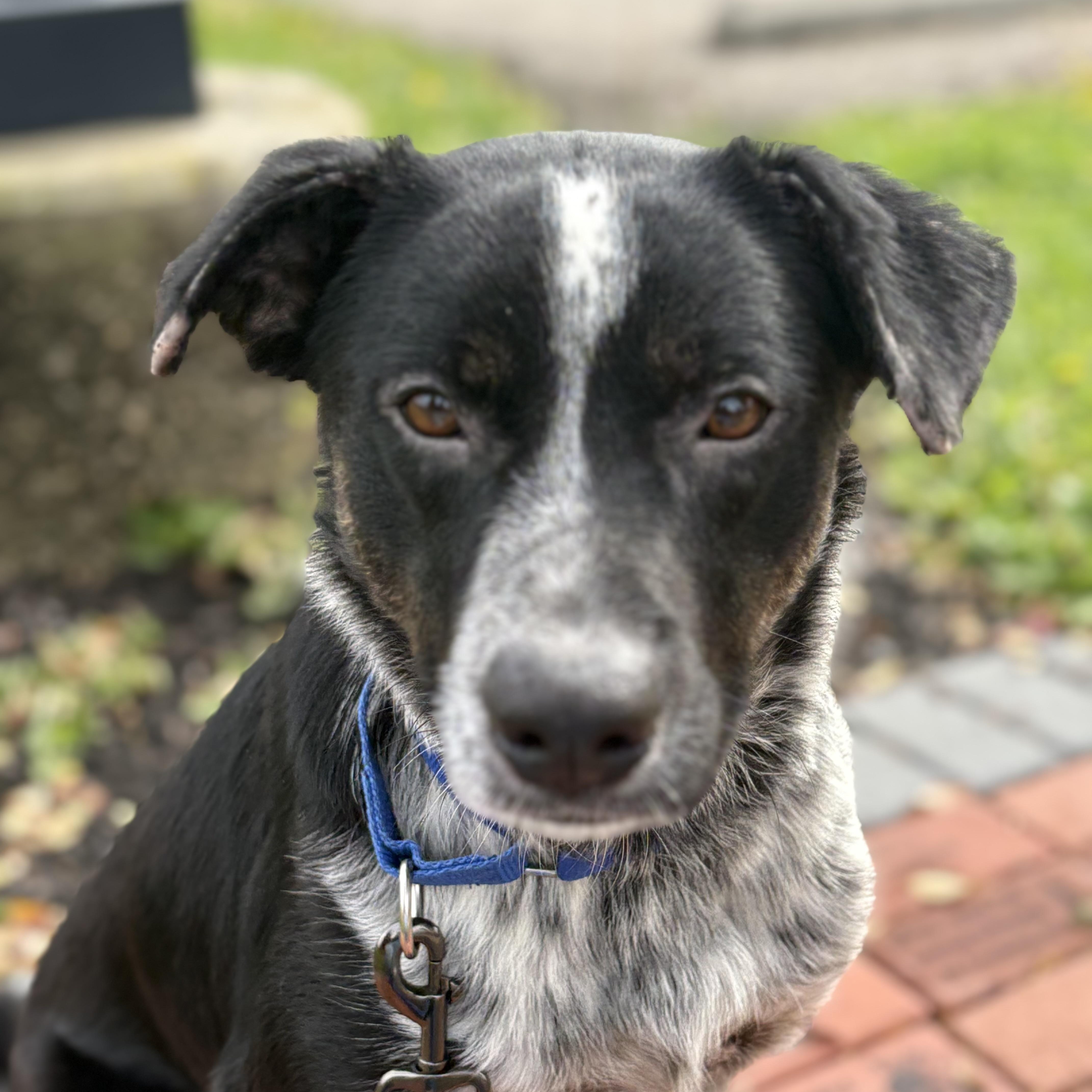 Elias, a Adoptable mixed breed in Monroe, OH image 1/4