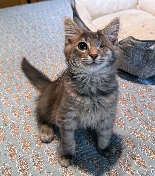 TEDDY BOBBY, Adopted, Kitten Male Domestic Medium Hair & Maine Coon.