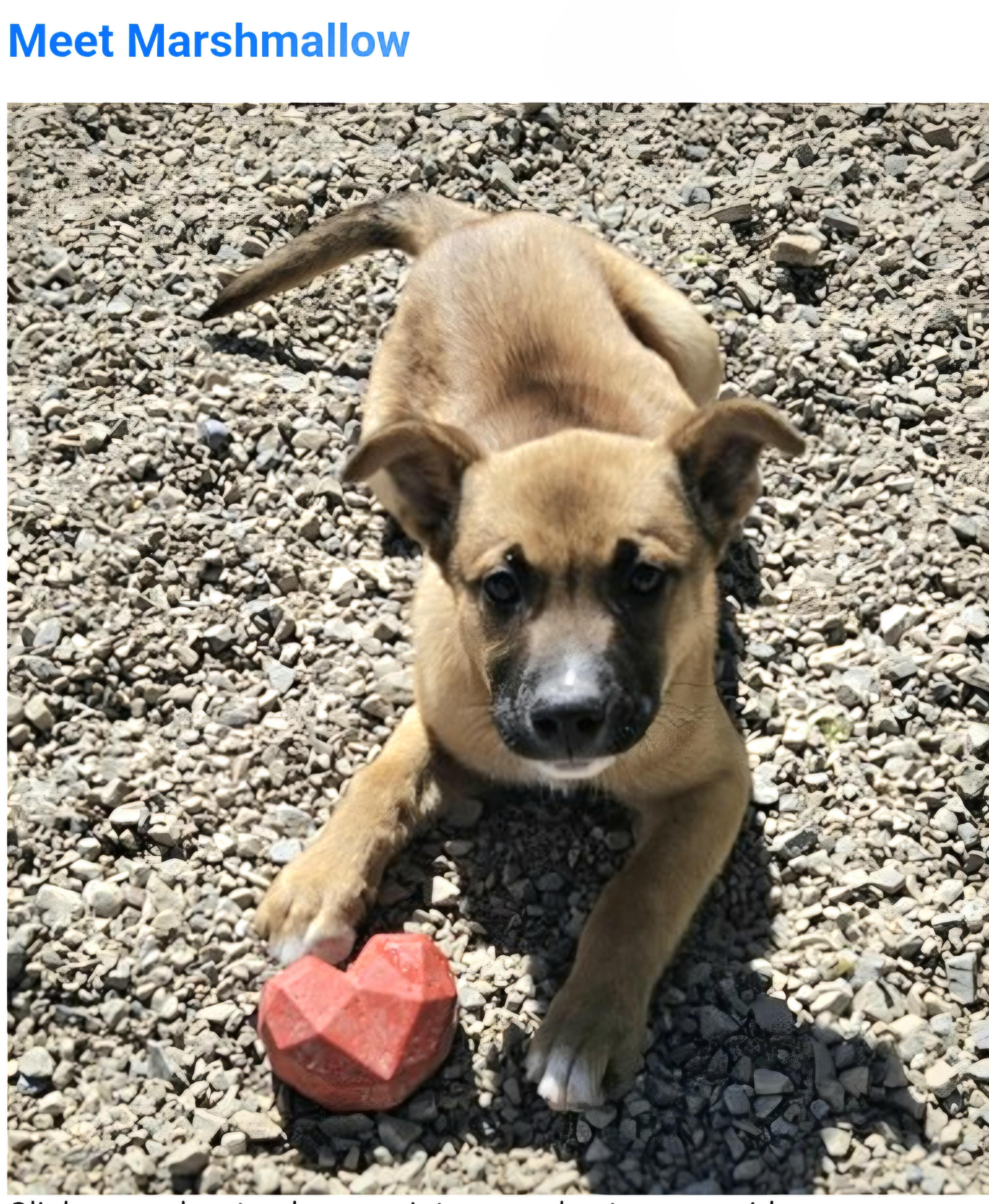 Marshmellow , ADOPTABLE, Puppy Male Australian Shepherd.