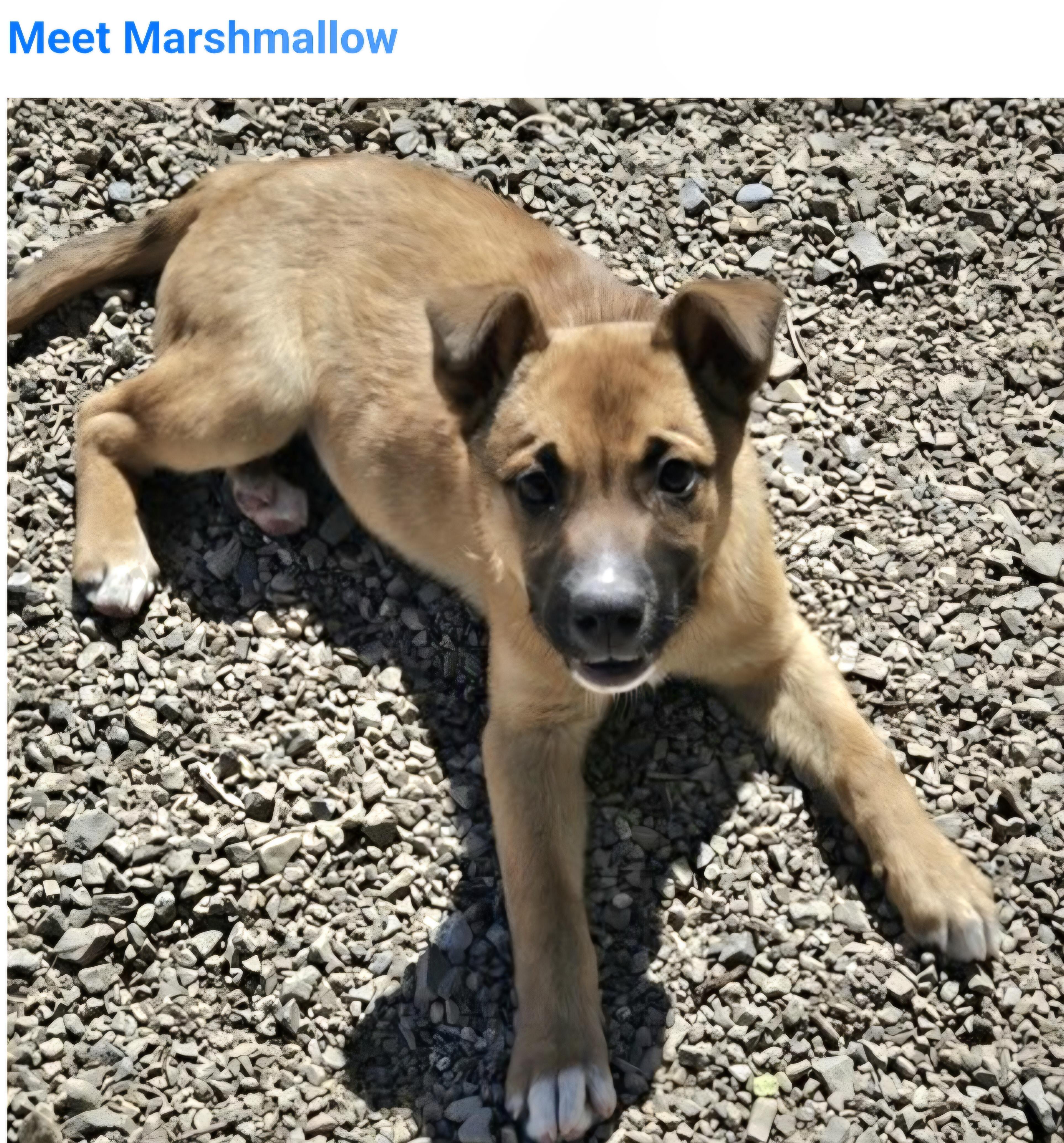 Enlarge Marshmellow , a ADOPTABLE mixed breed in Salt Lake City, UT image 2/2