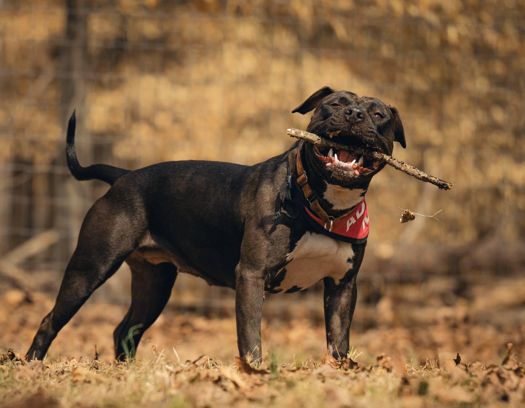 Enlarge Sol, a ADOPTABLE American Bully in Amherst, VA image 3/6