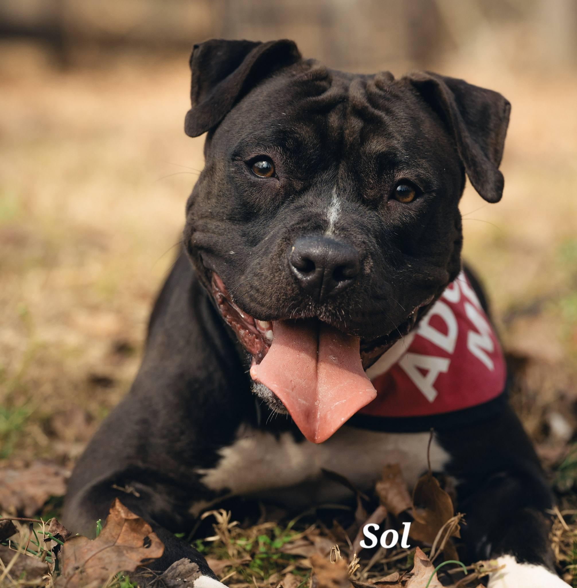 Sol, ADOPTABLE, Adult Female American Bully.