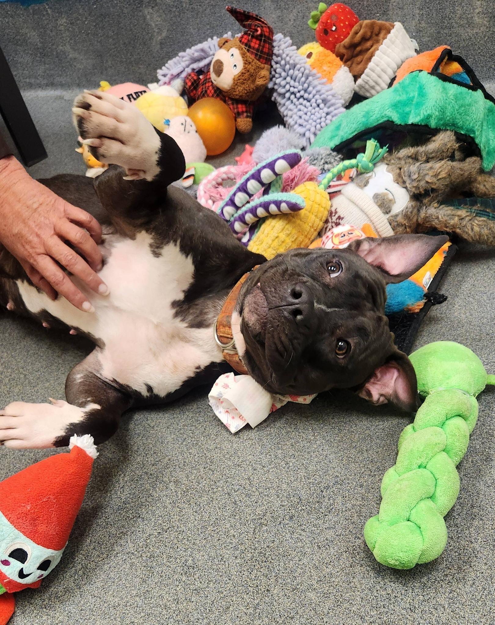 Enlarge Sol, a ADOPTABLE American Bully in Amherst, VA image 2/6