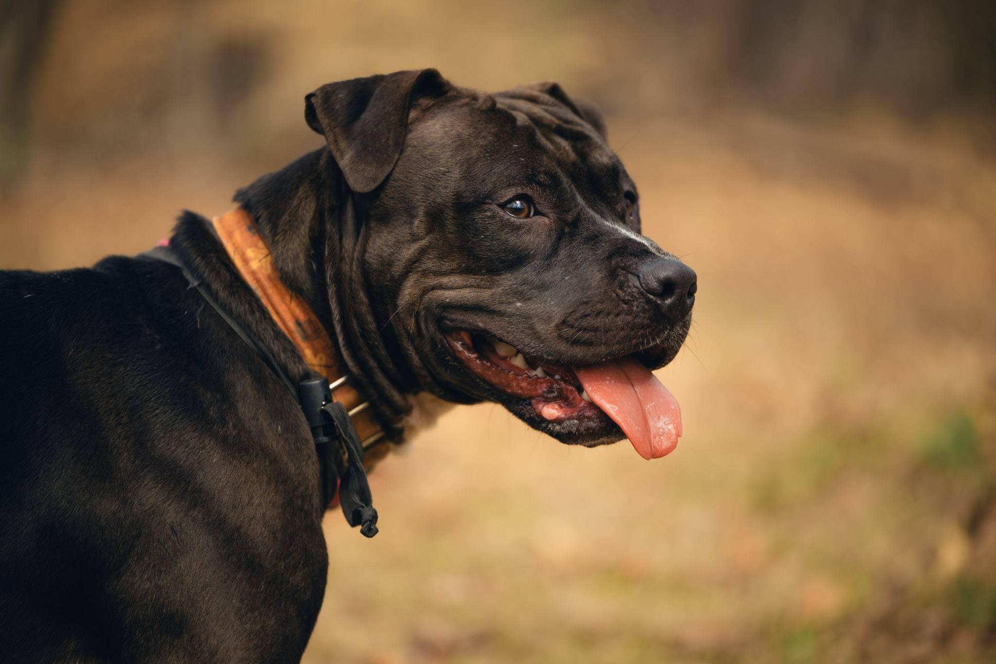 Enlarge Sol, a ADOPTABLE American Bully in Amherst, VA image 5/6