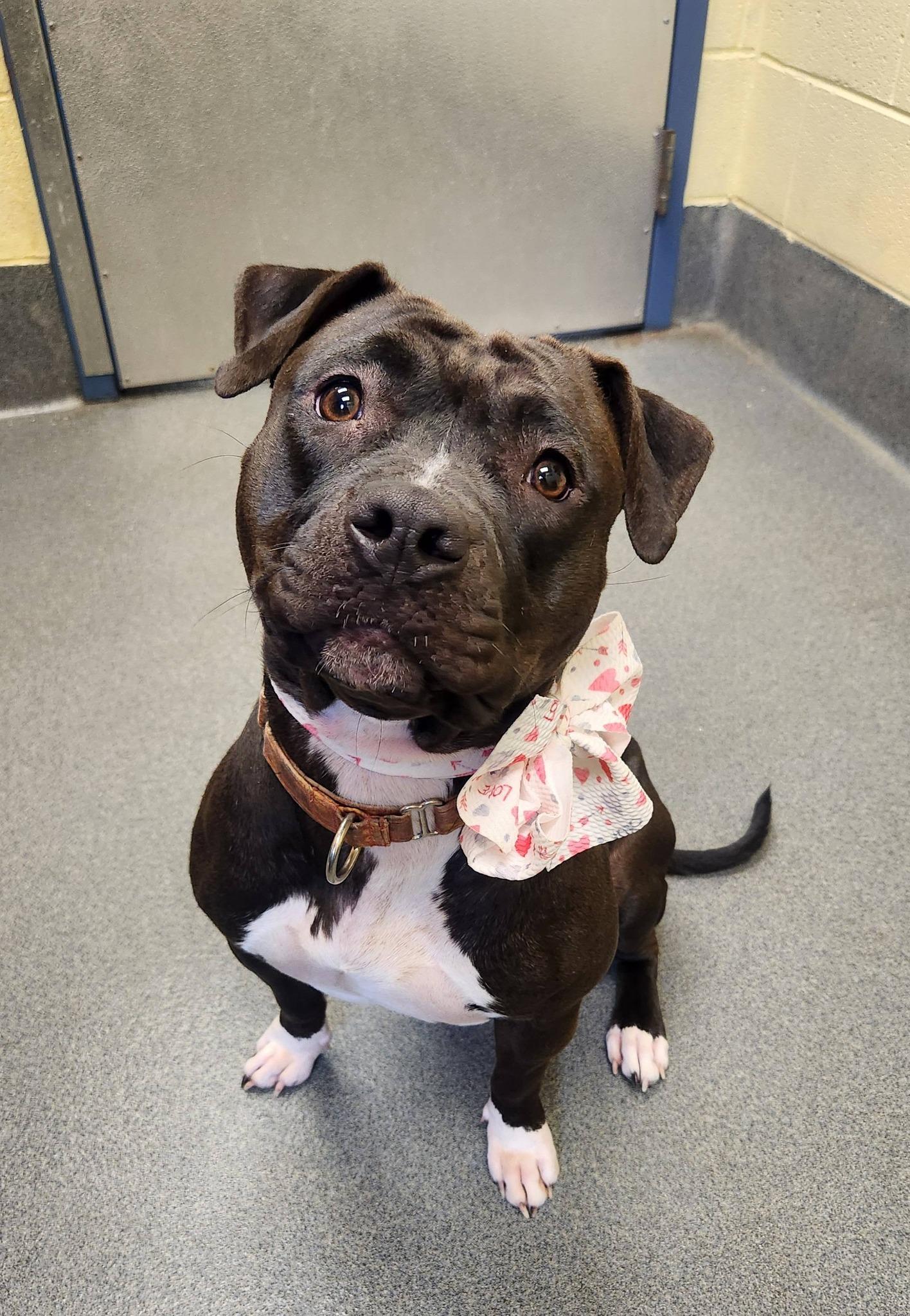 Enlarge Sol, a ADOPTABLE American Bully in Amherst, VA image 4/6