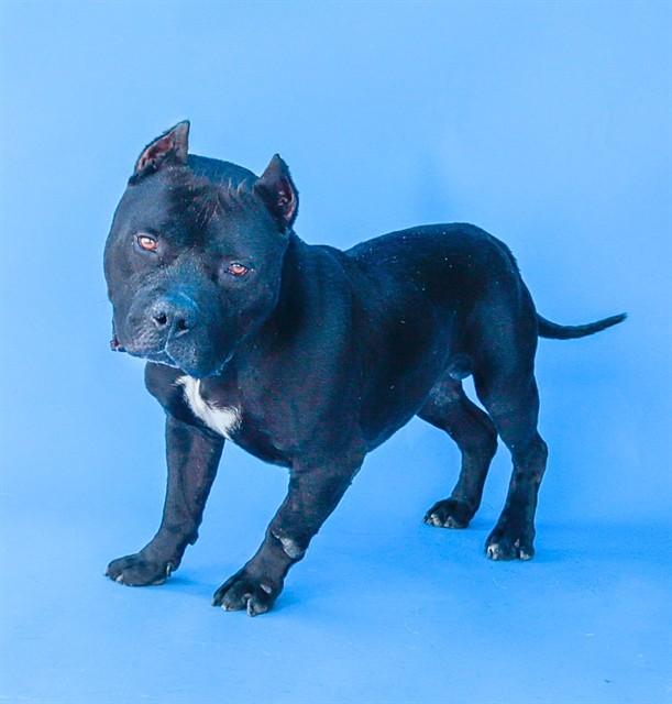 PIERRE, Adoptable, Adult Male Pit Bull Terrier.