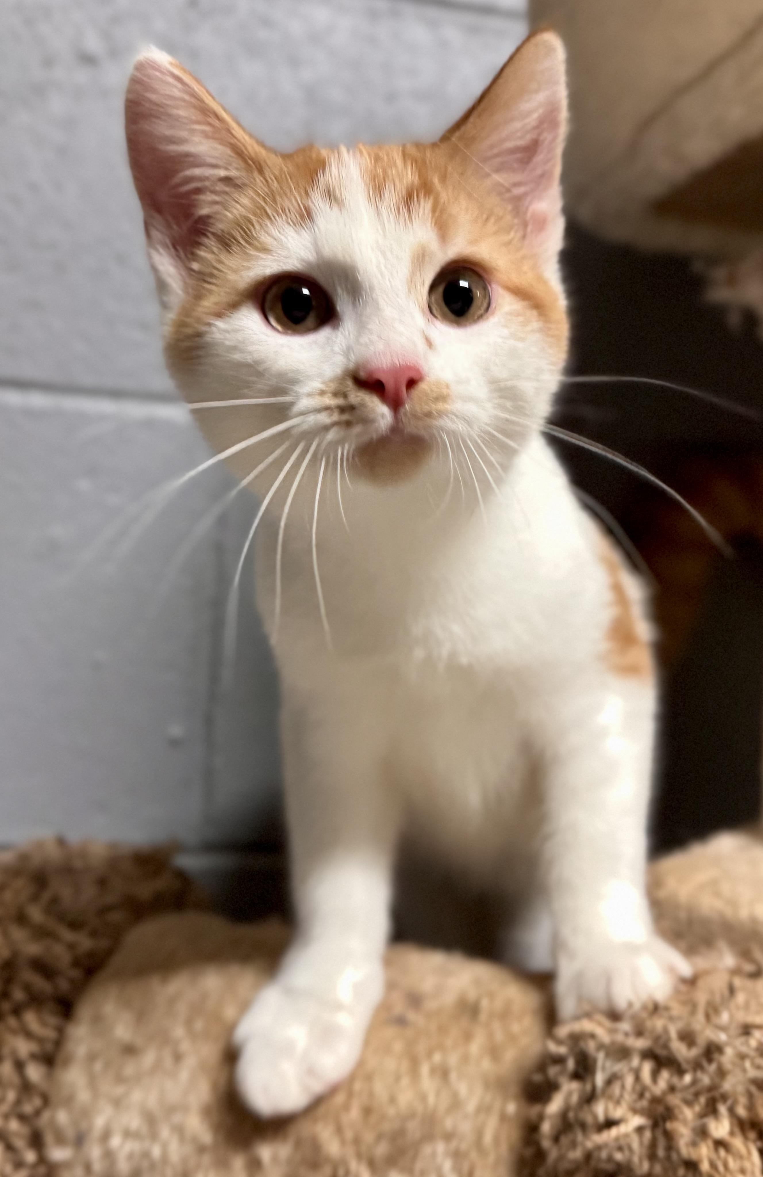 Carrot, a Adopted Domestic Short Hair in Emporia, VA image 1/2