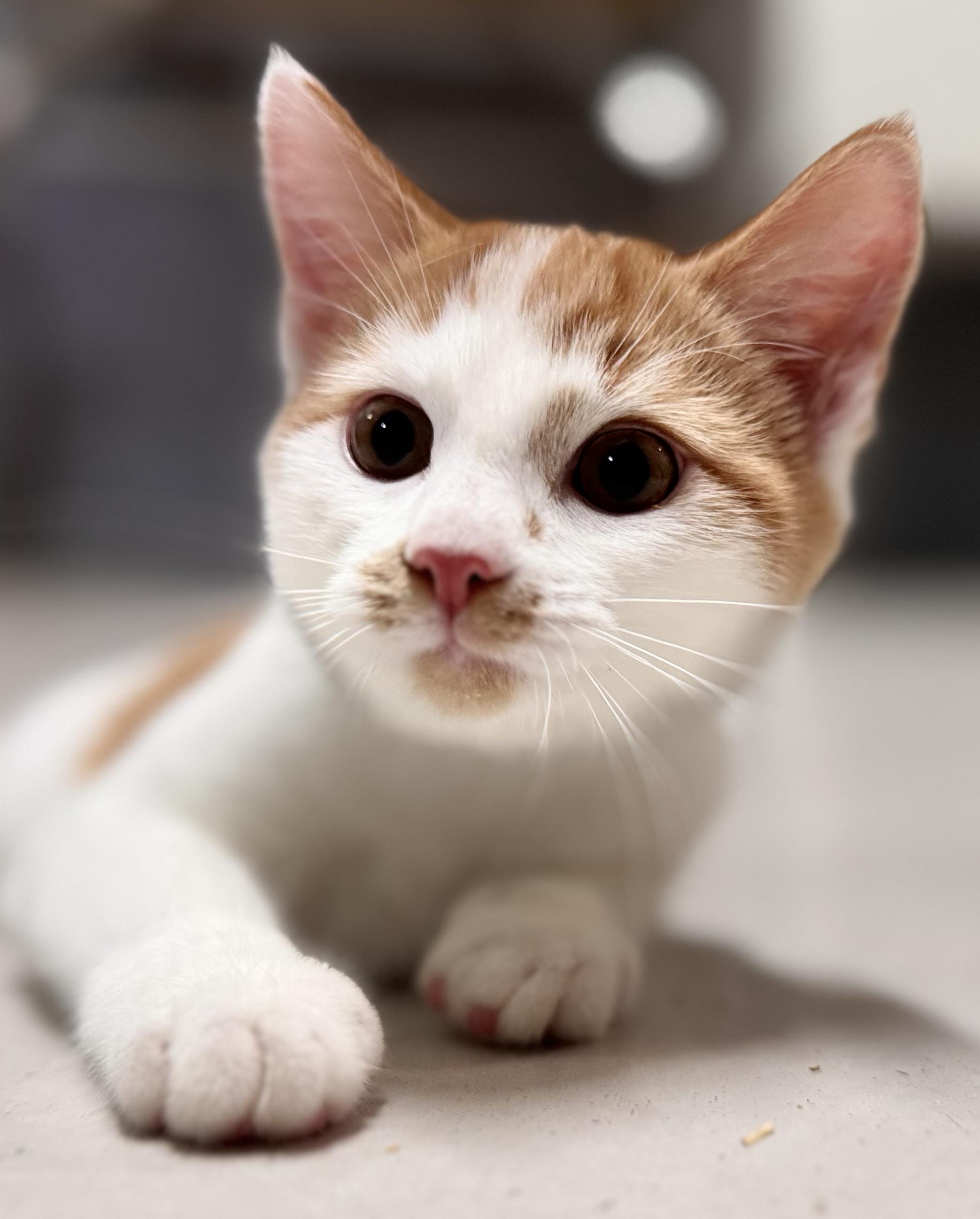 Carrot, a Adopted Domestic Short Hair in Emporia, VA image 2/2