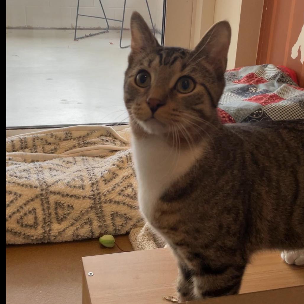 Fred, Adoptable, Young Male Domestic Short Hair.