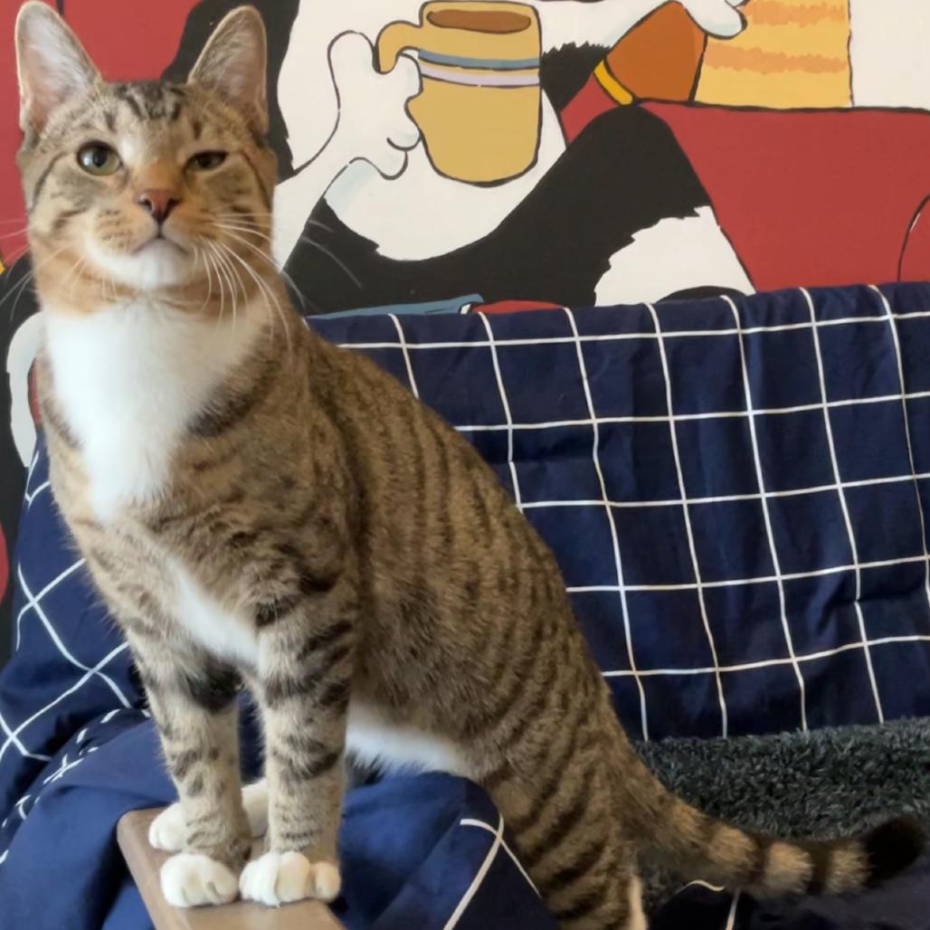 Enlarge Fred, a Adoptable Domestic Short Hair in Baldwin, WI image 2/4