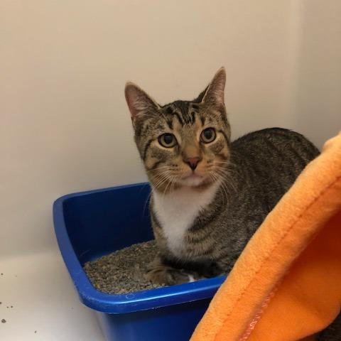 Enlarge Fred, a Adoptable Domestic Short Hair in Baldwin, WI image 3/4