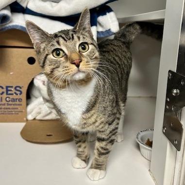 Enlarge Fred, a Adoptable Domestic Short Hair in Baldwin, WI image 4/4