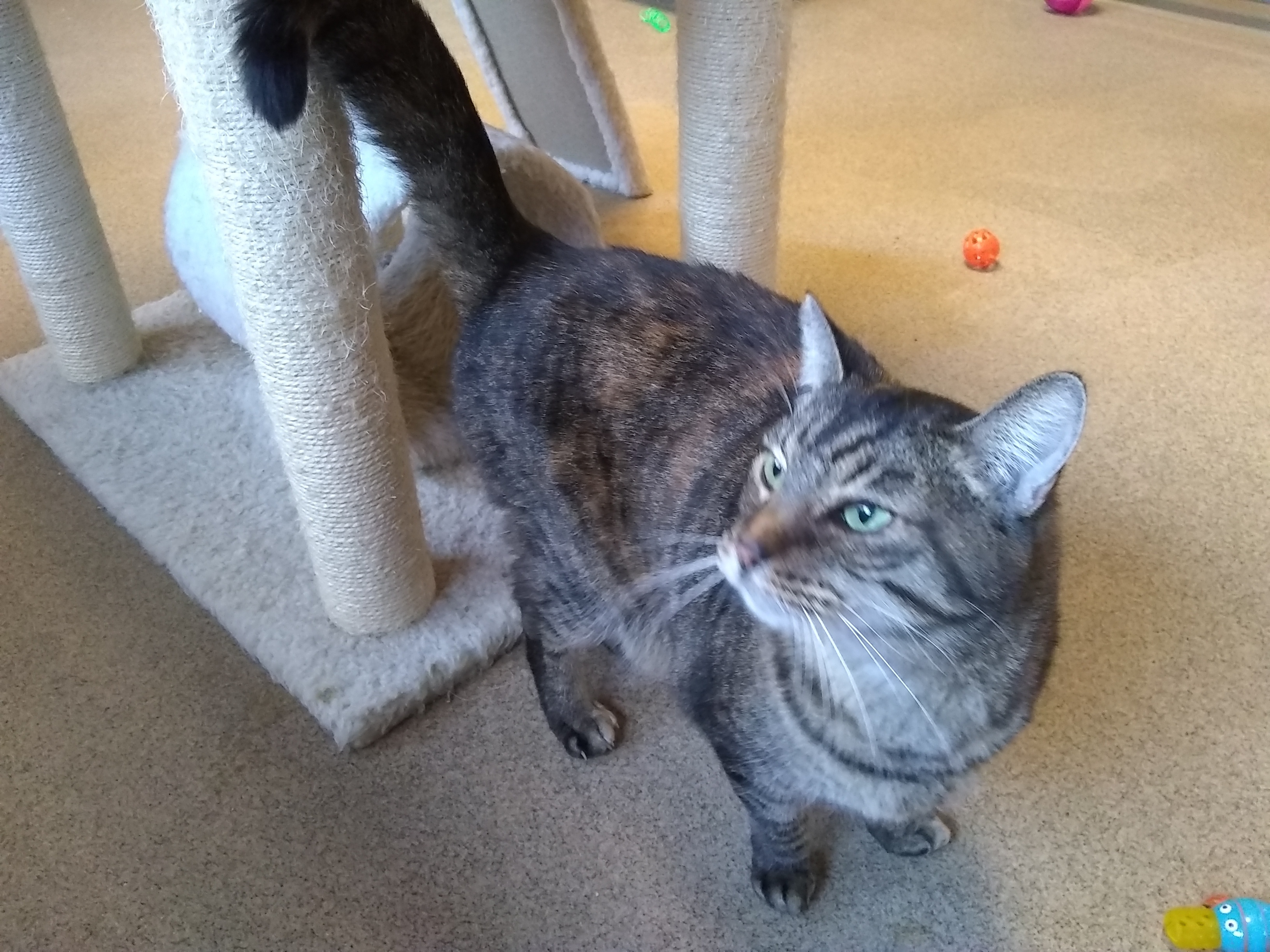 Evie, a Adoptable Tiger in Springfield, OH image 1/4