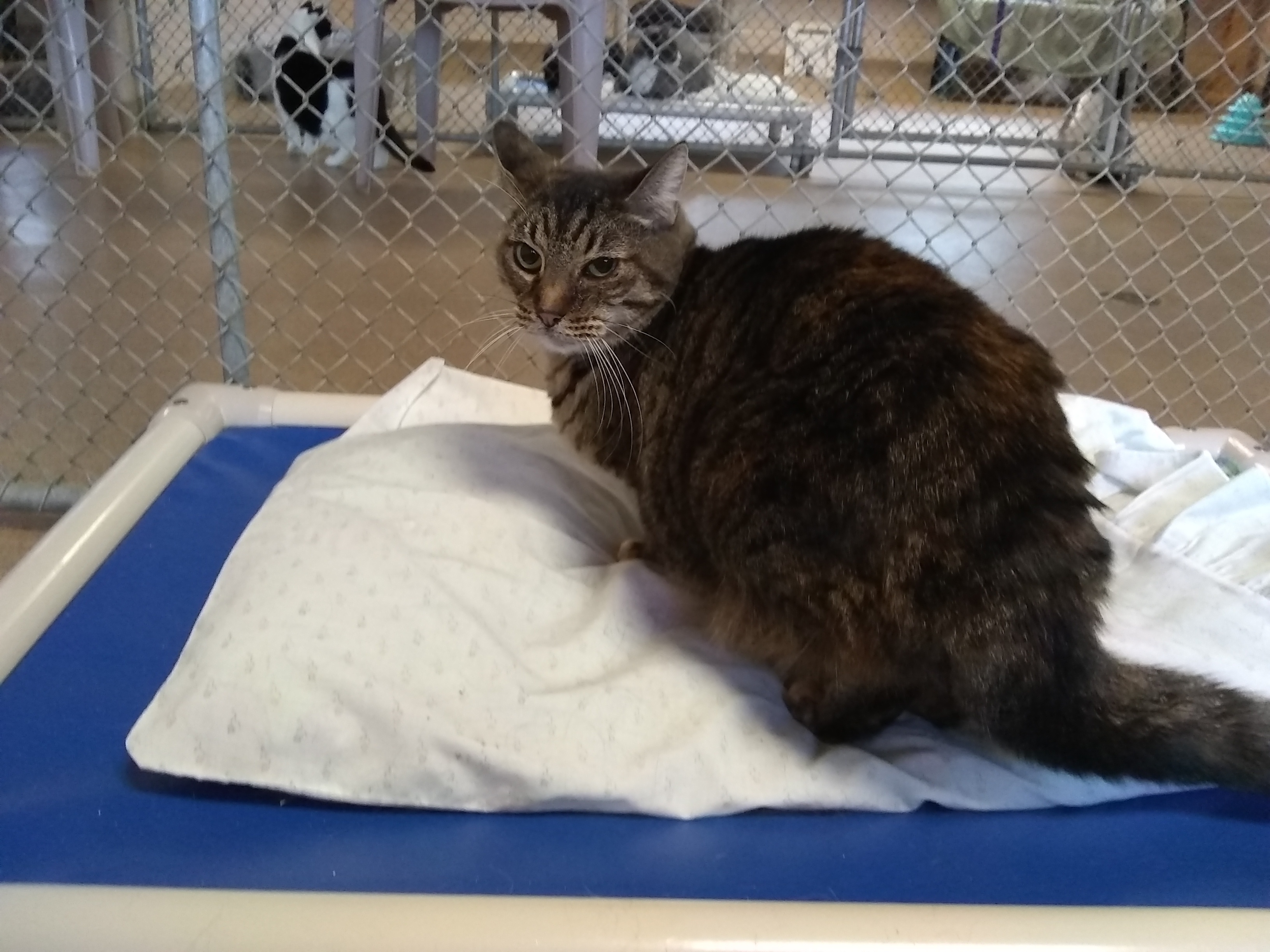 Evie, a Adoptable Tiger in Springfield, OH image 2/4