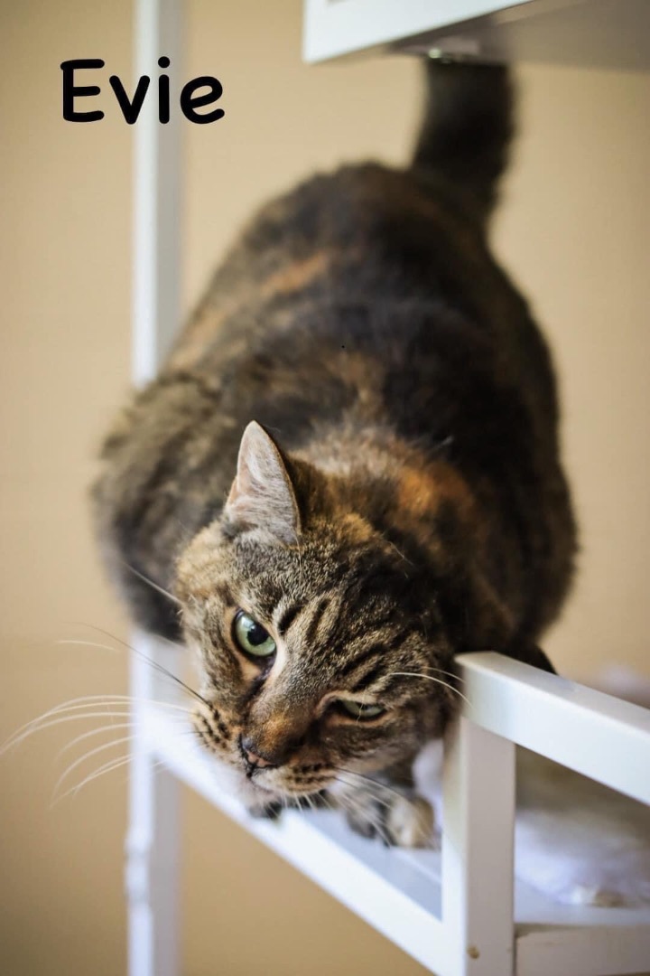 Evie, a Adoptable Tiger in Springfield, OH image 3/4