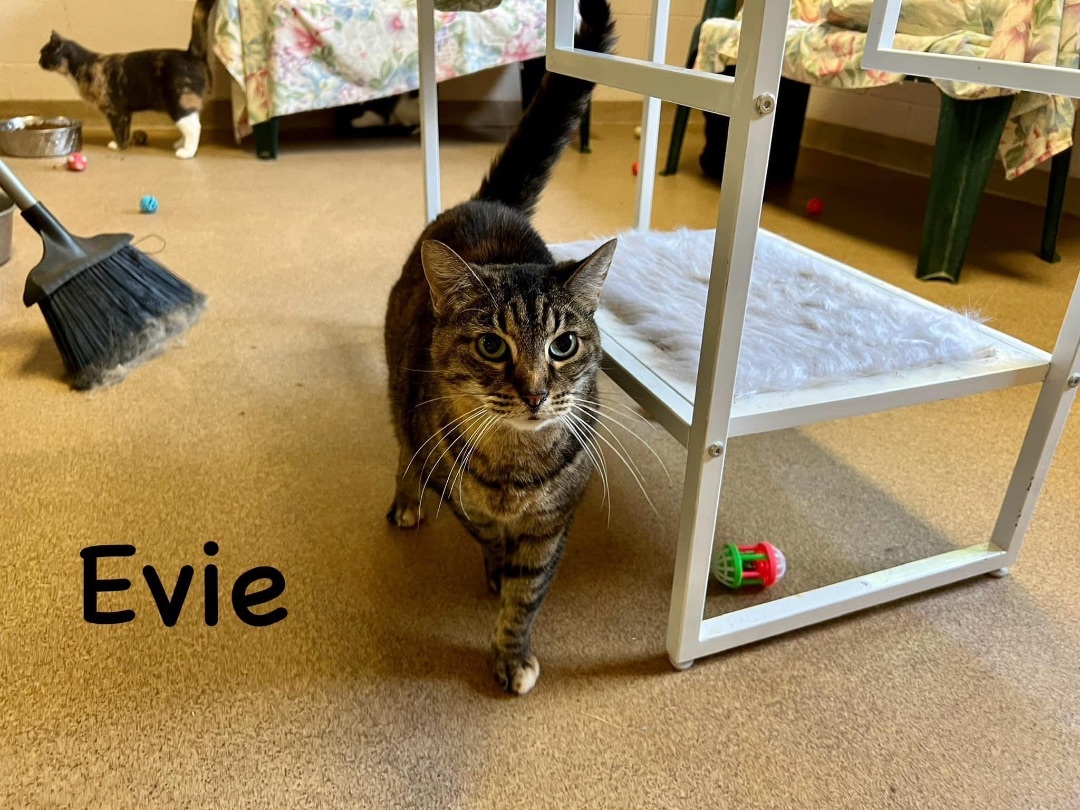 Evie, a Adoptable Tiger in Springfield, OH image 4/4