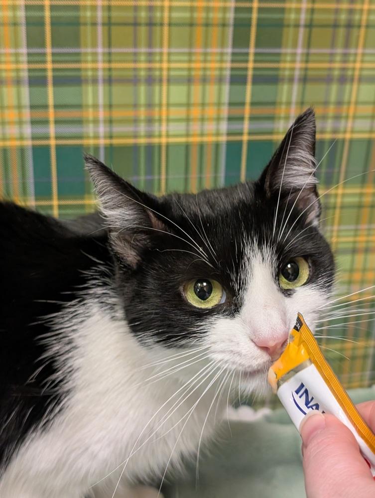 Jasmine, Adoptable, Adult Female Domestic Short Hair.