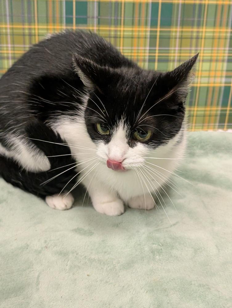 Jasmine, a Adoptable mixed breed in Greensboro, NC image 3/6