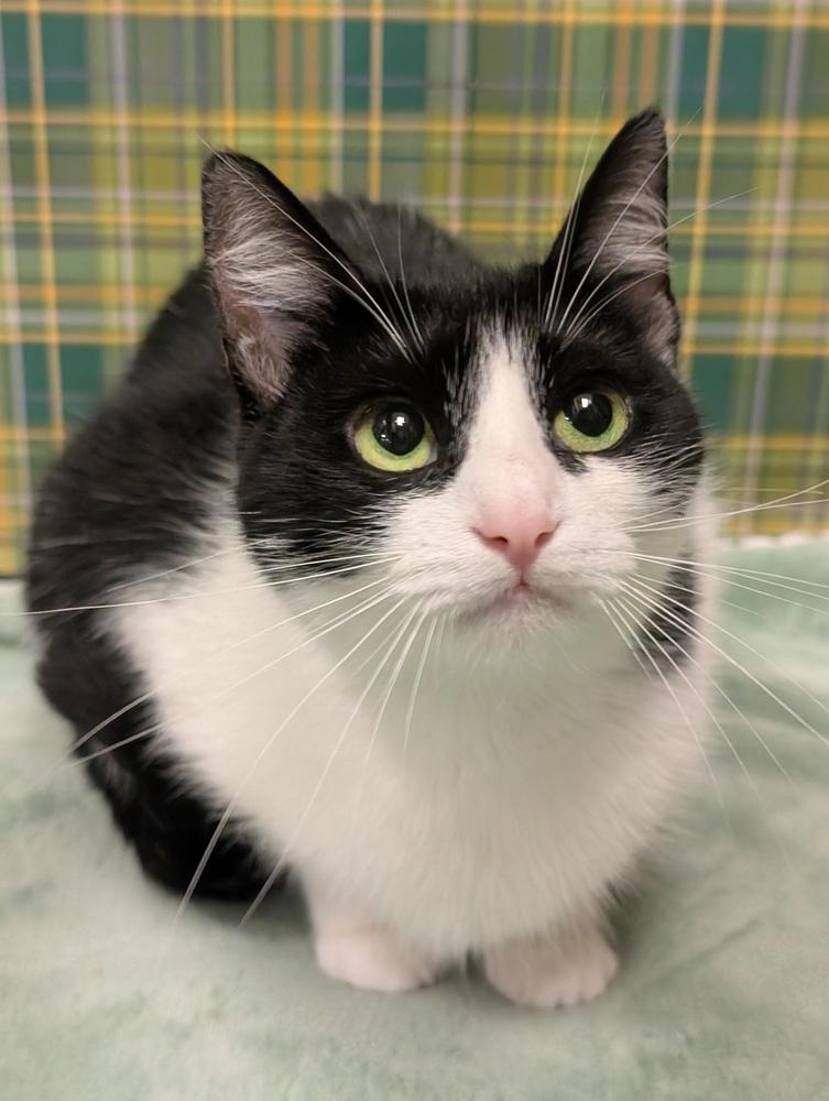 Jasmine, a Adoptable mixed breed in Greensboro, NC image 4/6