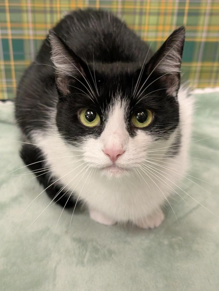 Jasmine, Adoptable, Adult Female Domestic Short Hair.