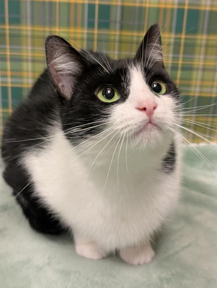 Jasmine, a Adoptable mixed breed in Greensboro, NC image 6/6