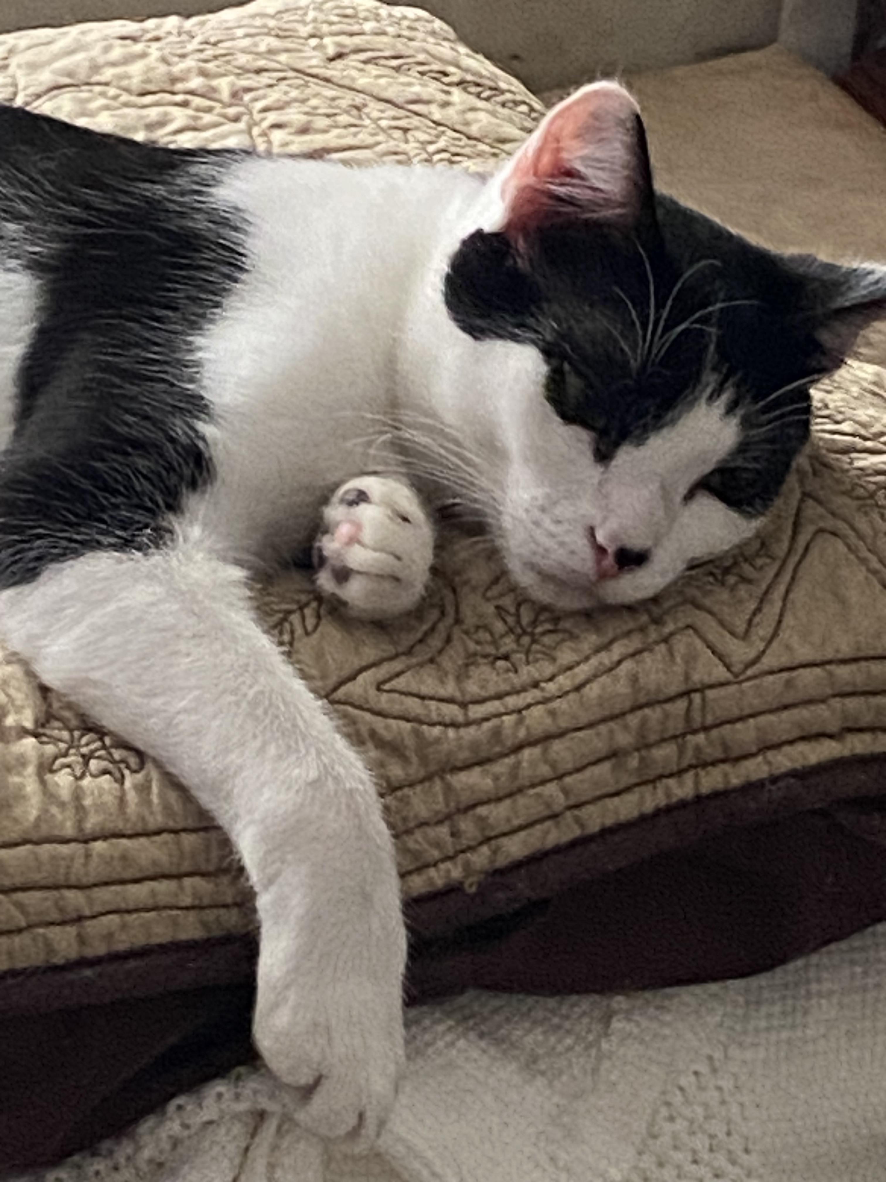 Isaac, Adoptable, Adult Male Domestic Short Hair.