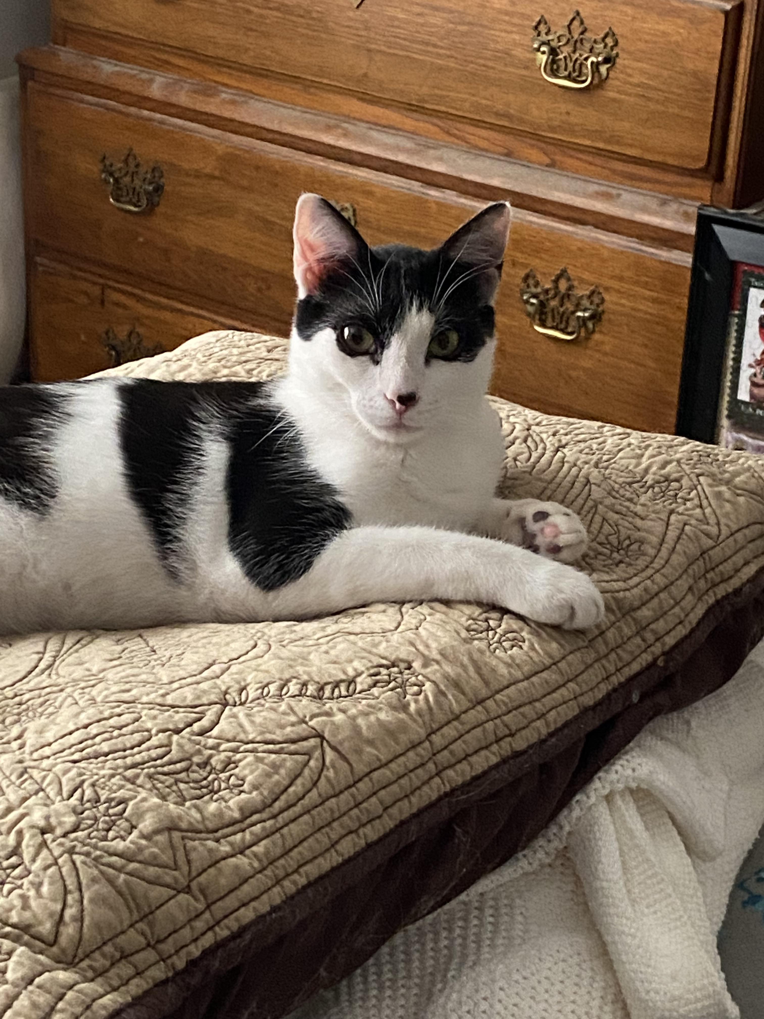 Enlarge Isaac, a Adoptable Domestic Short Hair in Pinson, AL image 4/6