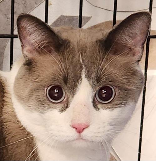 Whiskers, Adoptable, Adult Male Domestic Short Hair & Siamese.