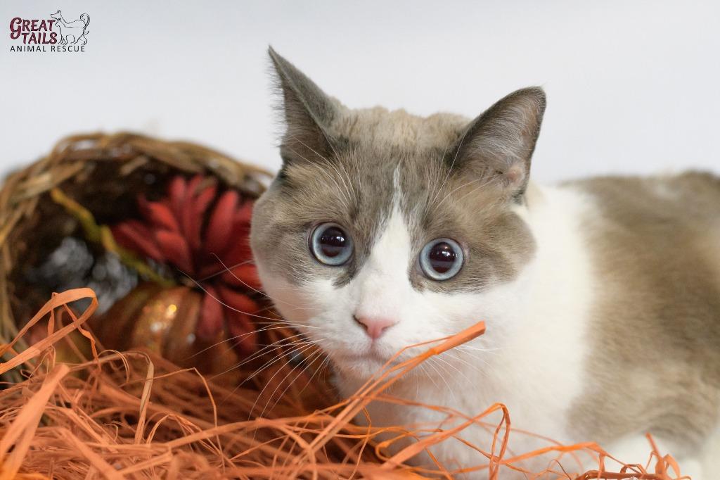 Whiskers, a Adoptable mixed breed in Grand Rapids, MN image 2/2