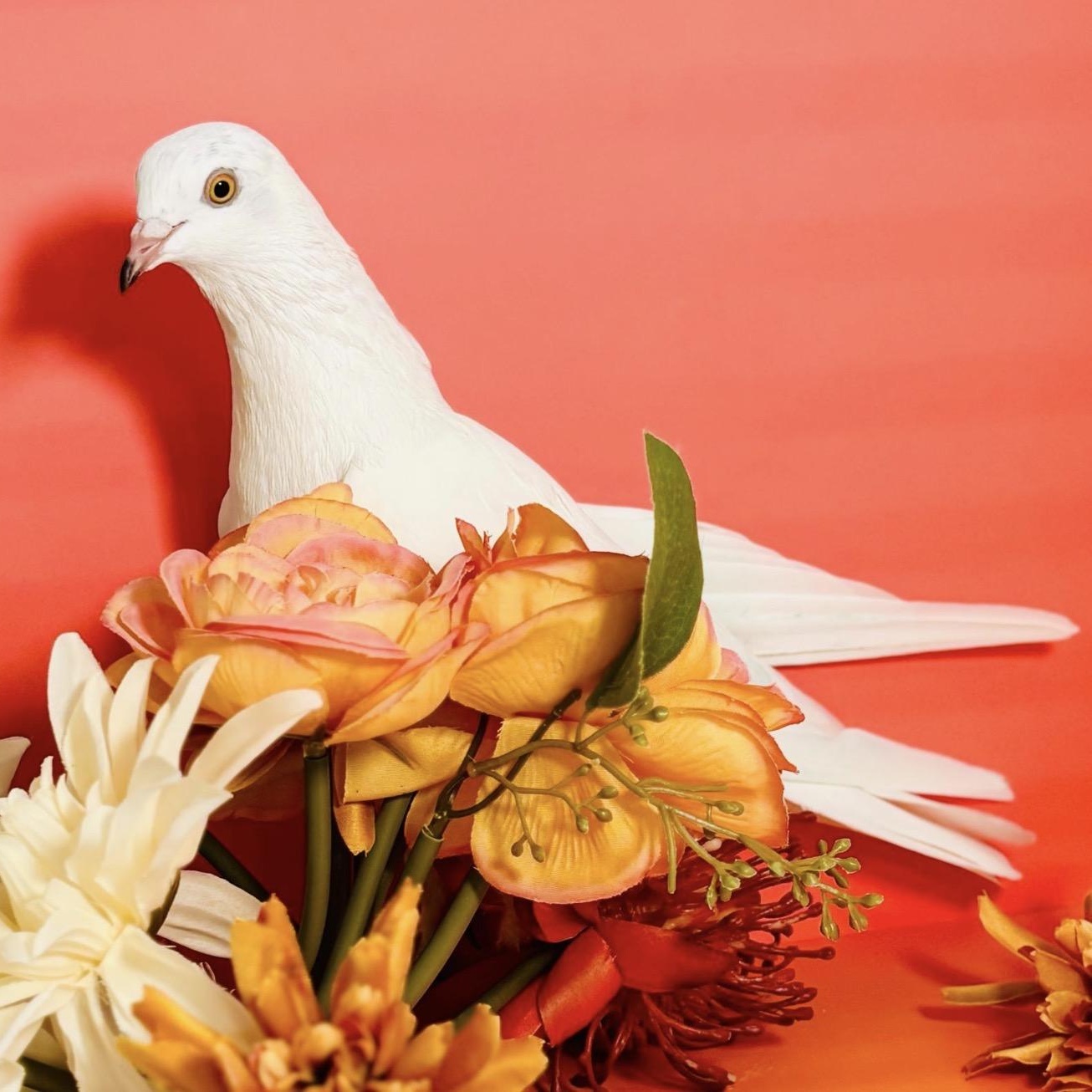 Enlarge Jerry Springs, a ADOPTABLE Pigeon in Chicago, IL image 2/4