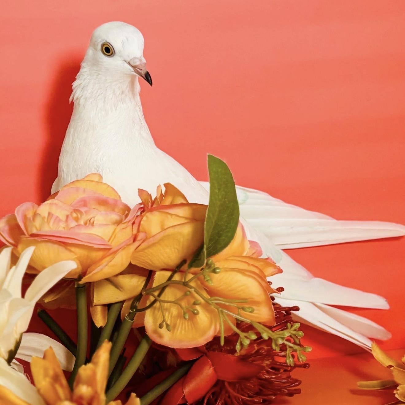 Enlarge Jerry Springs, a ADOPTABLE Pigeon in Chicago, IL image 4/4